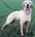 Setter Anglais UZAN DU BEC ÉTOILE Setter Anglais UZAN DU BEC ÉTOILE